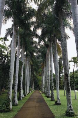Trees at Pamplemousses